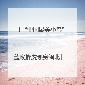 “中国最美小鸟”蓝喉蜂虎现身闽北