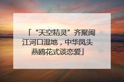“天空精灵”齐聚闽江河口湿地，中华凤头燕鸥花式谈恋爱