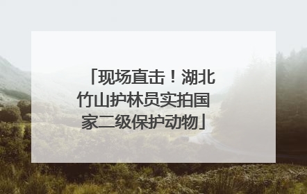 现场直击！湖北竹山护林员实拍国家二级保护动物