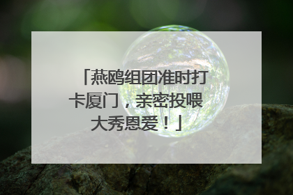 燕鸥组团准时打卡厦门，亲密投喂大秀恩爱！