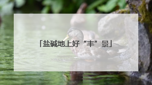 盐碱地上好“丰”景