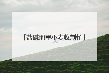 盐碱地里小麦收割忙