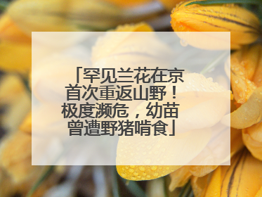 罕见兰花在京首次重返山野！极度濒危，幼苗曾遭野猪啃食