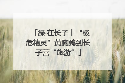绿·在长子丨“极危精灵”黄胸鹀到长子营“旅游”