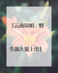 云南昆明：野生菌大量上市