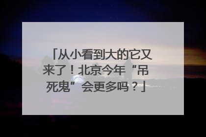 从小看到大的它又来了！北京今年“吊死鬼”会更多吗？
