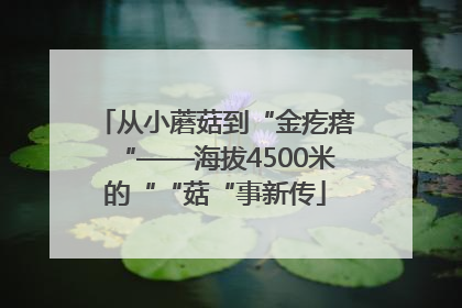 从小蘑菇到“金疙瘩“——海拔4500米的““菇“事新传