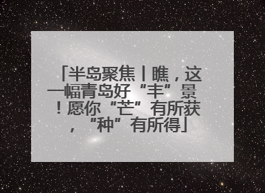 半岛聚焦丨瞧，这一幅青岛好“丰”景！愿你“芒”有所获，“种”有所得