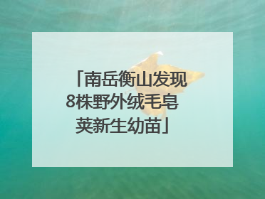 南岳衡山发现8株野外绒毛皂荚新生幼苗