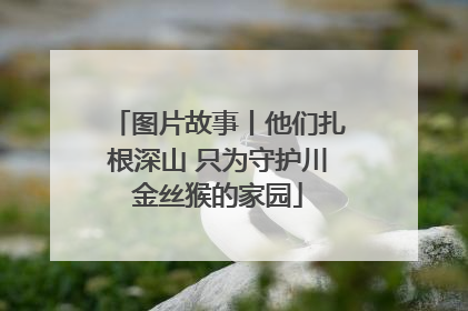 图片故事丨他们扎根深山 只为守护川金丝猴的家园