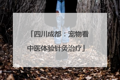 四川成都：宠物看中医体验针灸治疗