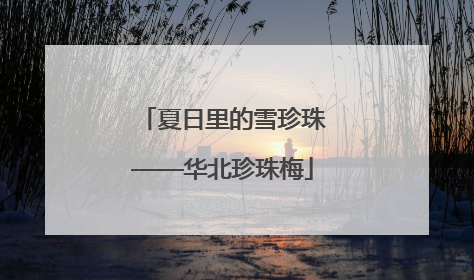 夏日里的雪珍珠——华北珍珠梅