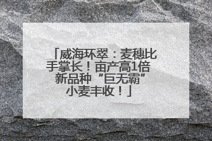 威海环翠：麦穗比手掌长！亩产高1倍 新品种“巨无霸”小麦丰收！