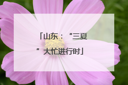 山东：“三夏”大忙进行时