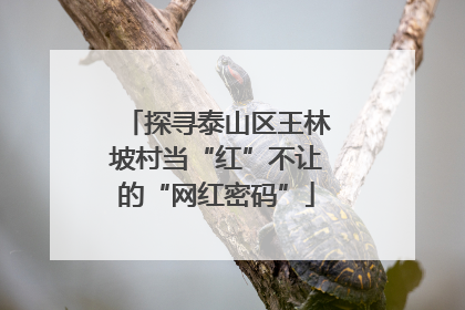 探寻泰山区王林坡村当“红”不让的“网红密码”