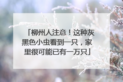 柳州人注意！这种灰黑色小虫看到一只，家里很可能已有一万只