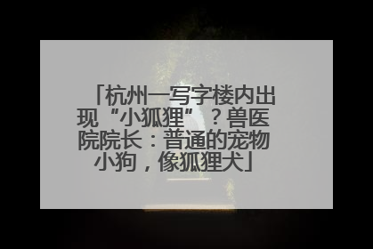 杭州一写字楼内出现“小狐狸”？兽医院院长：普通的宠物小狗，像狐狸犬