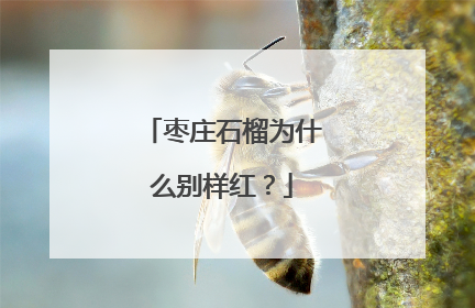 枣庄石榴为什么别样红？