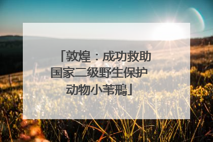 敦煌：成功救助国家二级野生保护动物小苇鳽