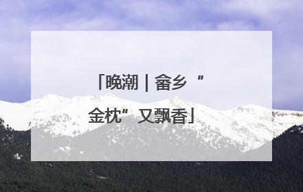 晚潮｜畲乡“金枕”又飘香