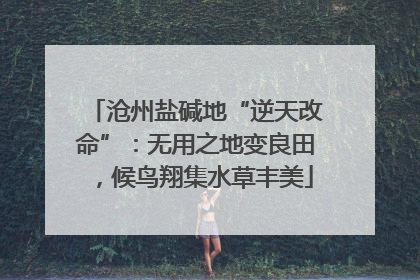 沧州盐碱地“逆天改命”：无用之地变良田，候鸟翔集水草丰美