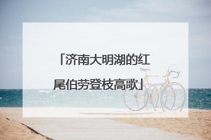 济南大明湖的红尾伯劳登枝高歌