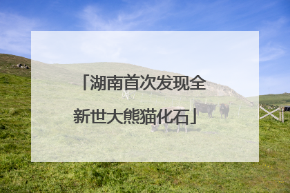 湖南首次发现全新世大熊猫化石
