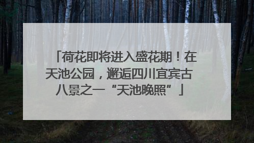 荷花即将进入盛花期！在天池公园，邂逅四川宜宾古八景之一“天池晚照”