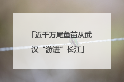 近千万尾鱼苗从武汉“游进”长江