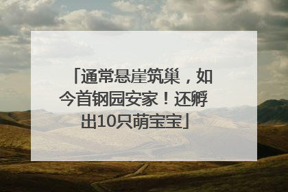 通常悬崖筑巢，如今首钢园安家！还孵出10只萌宝宝