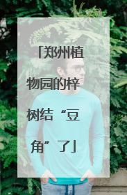 郑州植物园的梓树结“豆角”了