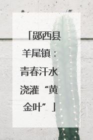 郧西县羊尾镇：青春汗水浇灌“黄金叶”