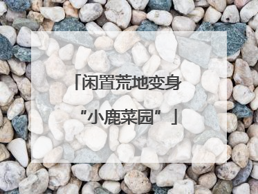闲置荒地变身“小鹿菜园”