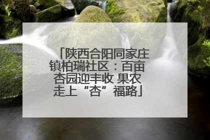 陕西合阳同家庄镇柏瑞社区：百亩杏园迎丰收 果农走上“杏”福路