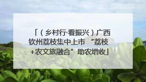 （乡村行·看振兴）广西钦州荔枝集中上市 “荔枝+农文旅融合”助农增收